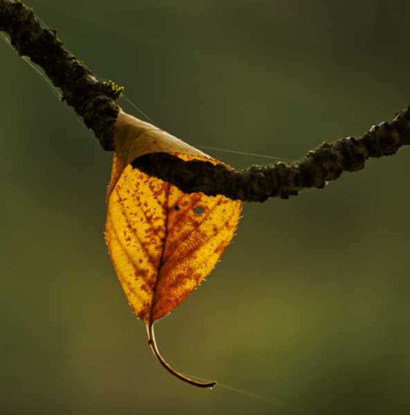 T15 2022 AUT MBO 108 T15 2022 AUT MBO 108