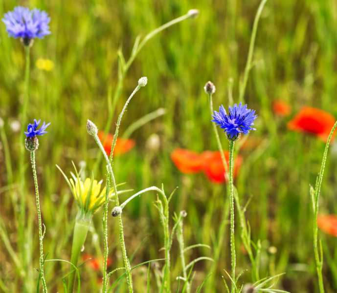 T30 2023 FLS MBO 100