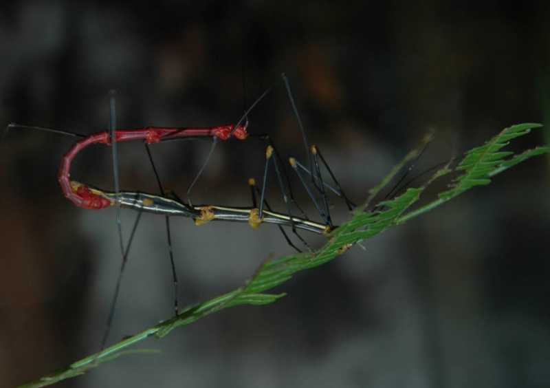 705 sm bestioles 9 705 sm bestioles 9