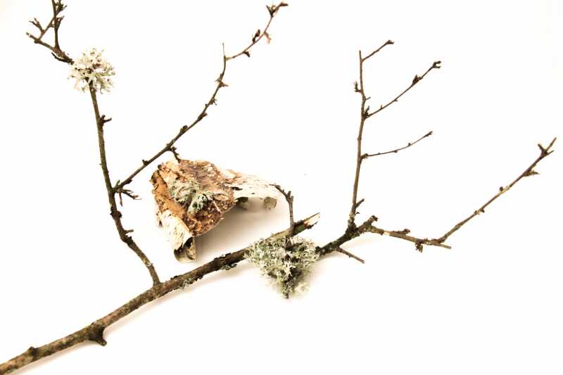 2026 CHA ODU 100 MG 0032 (2) 2web 2026 CHA ODU 100 MG 0032 (2) 2web