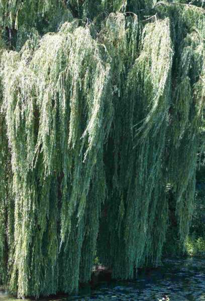 T15 2022 VAC PBA 102