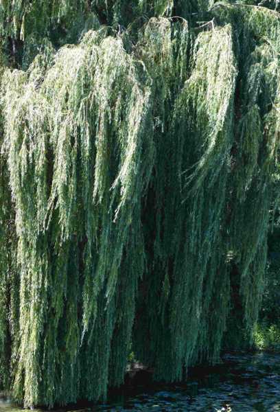 T15 2022 VAC PBA 102