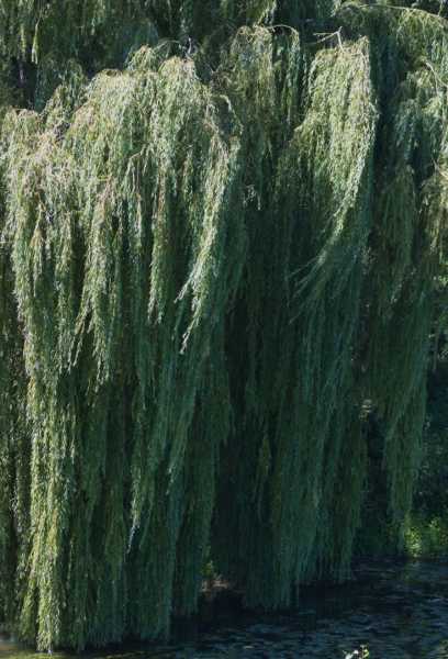 T15 2022 VAC PBA 102 1