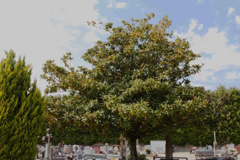 IMG 0500bis IMG 0500bis