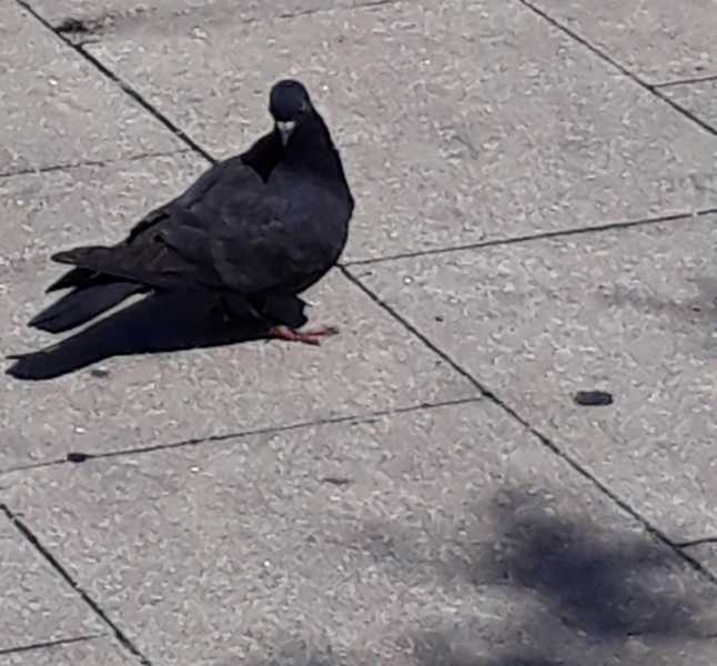 Pigeon