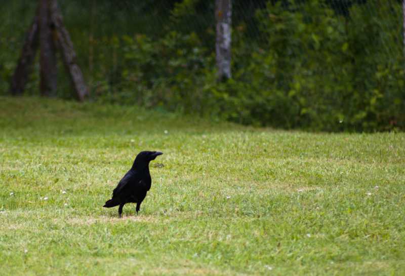 Corbeaubis Corbeaubis