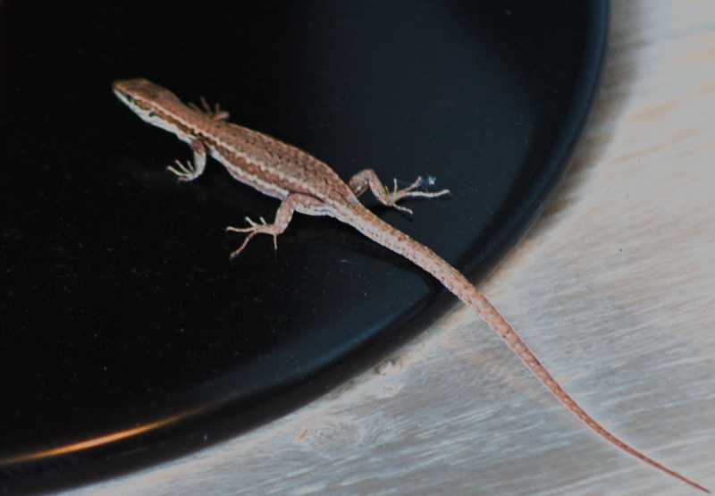 Lézard1bis Lézard1bis