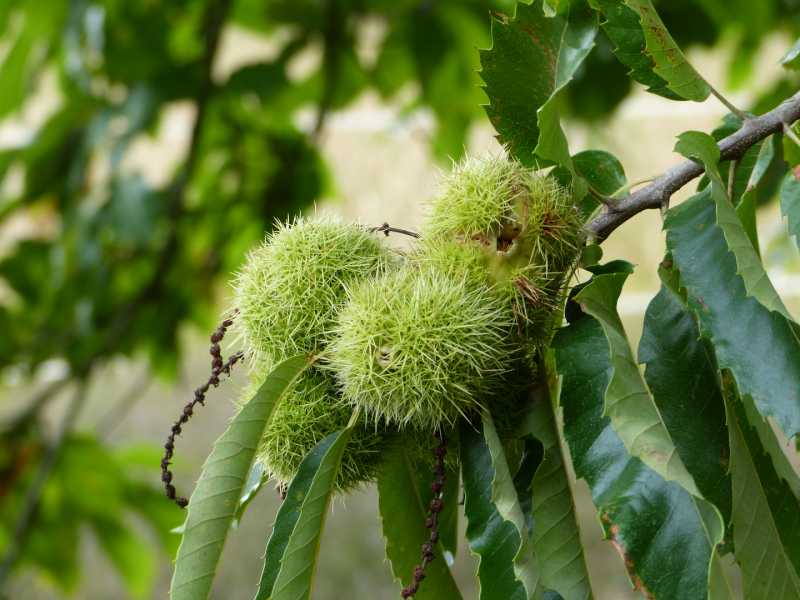 T15 2022 AUT SME 101