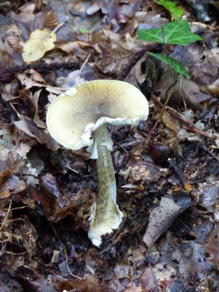 T15 2022 AUT SME 100