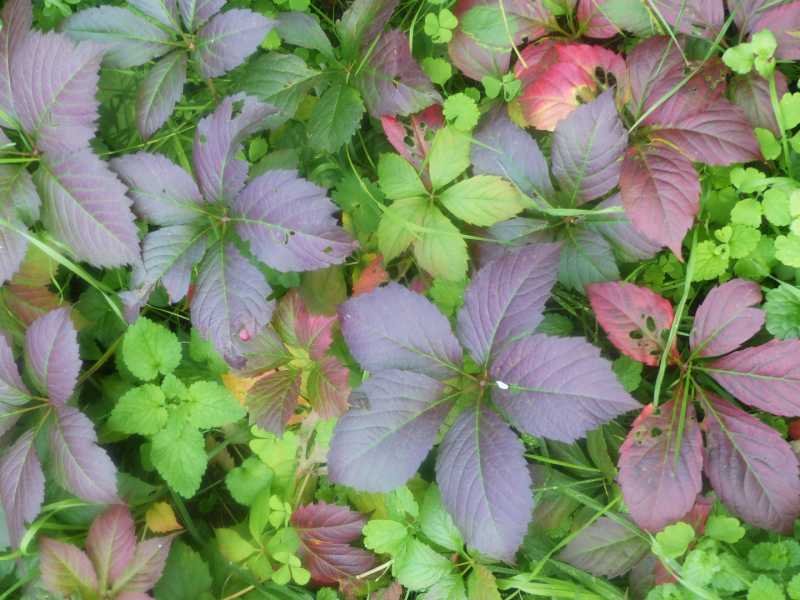 T15   2022 AUT SME 106