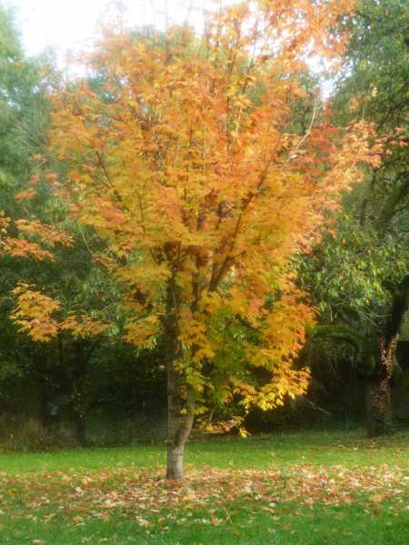 T15   2022 AUT SME 107