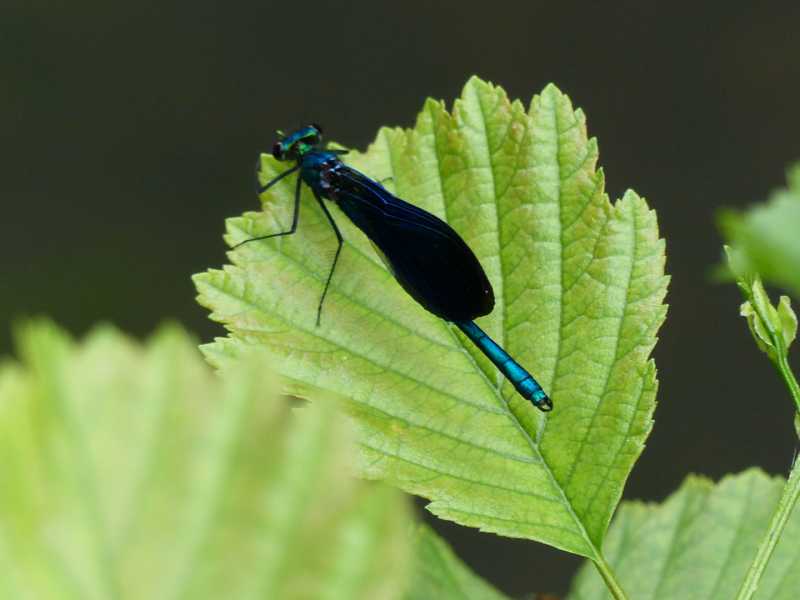 05  mai 2018 (51)Chédigny