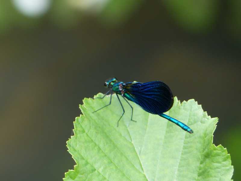 05  mai 2018 (53)Chédigny