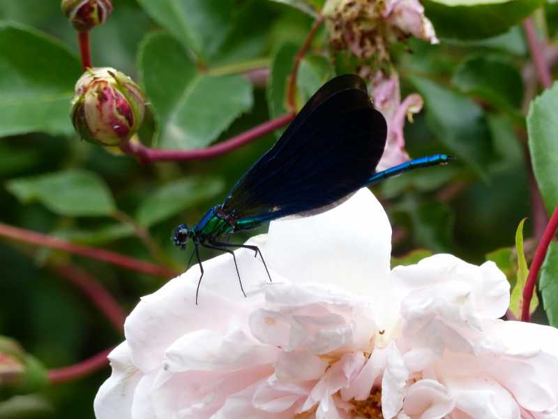 05  mai 2018 (50)Chédigny