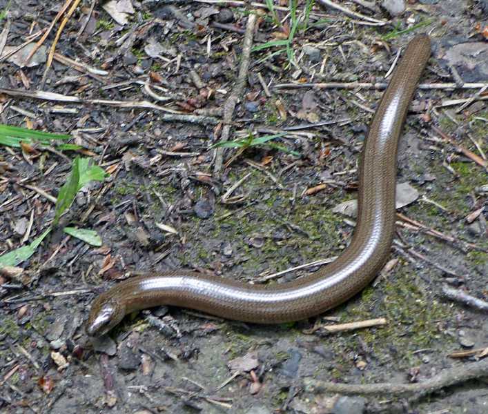 sm bestiole 2 sm bestiole 2