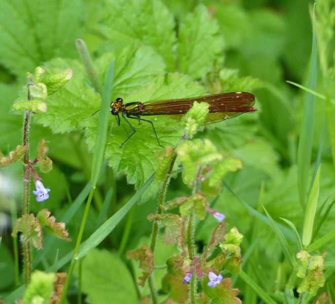 SM bestiole 1 SM bestiole 1