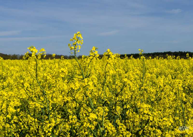 Expo 2022 Ath MFM (7) Expo 2022 Ath MFM (7)