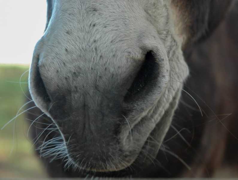 1163 M SME 109 1163 M SME 109