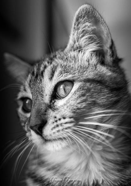 F85DE476 7E4C 4AF2 B9C9 A38506D7D8CA F85DE476 7E4C 4AF2 B9C9 A38506D7D8CA