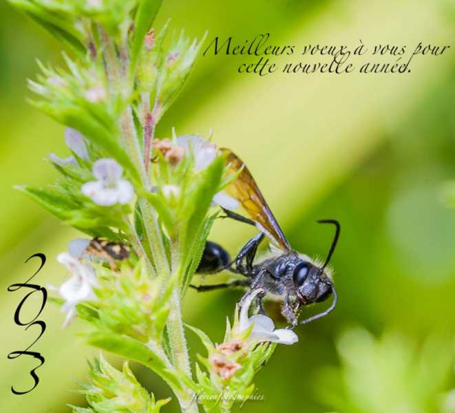 voeux 2023 1 voeux 2023 1