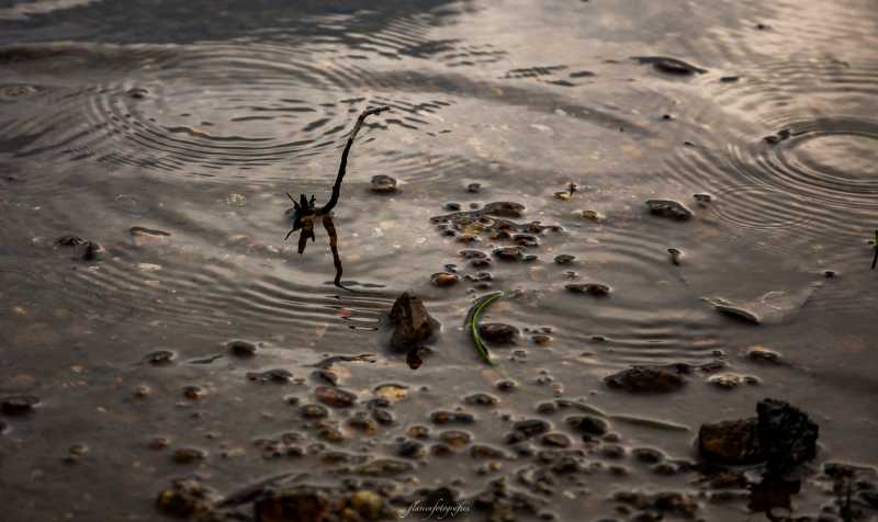 T30 2023 PLU FFL 002