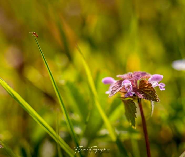 IMG 9608 2 IMG 9608 2