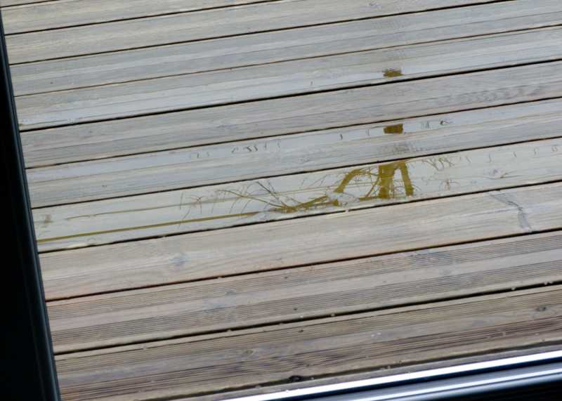 T30 2023 FEN COR 100