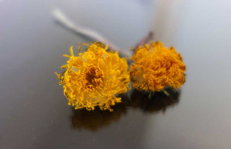 T31 2023 PGO COR 001