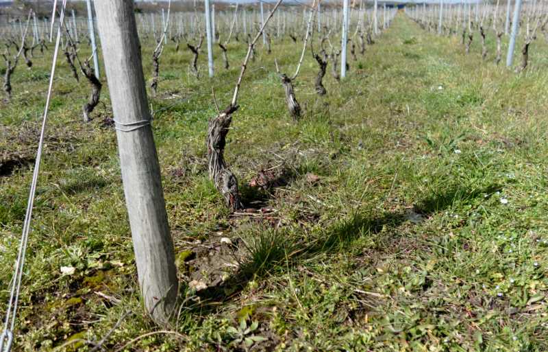 T31 2023 PGO COR 003