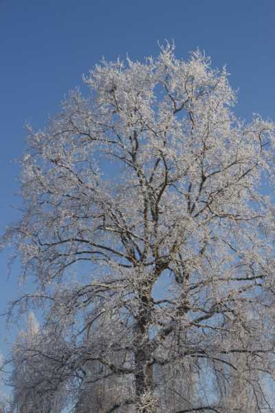 MCJ NEIGE 07 MCJ NEIGE 07